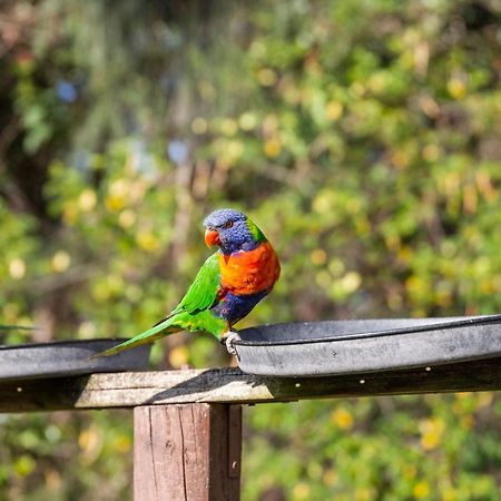 Lorikeet Holiday Park Arrawarra ภายนอก รูปภาพ