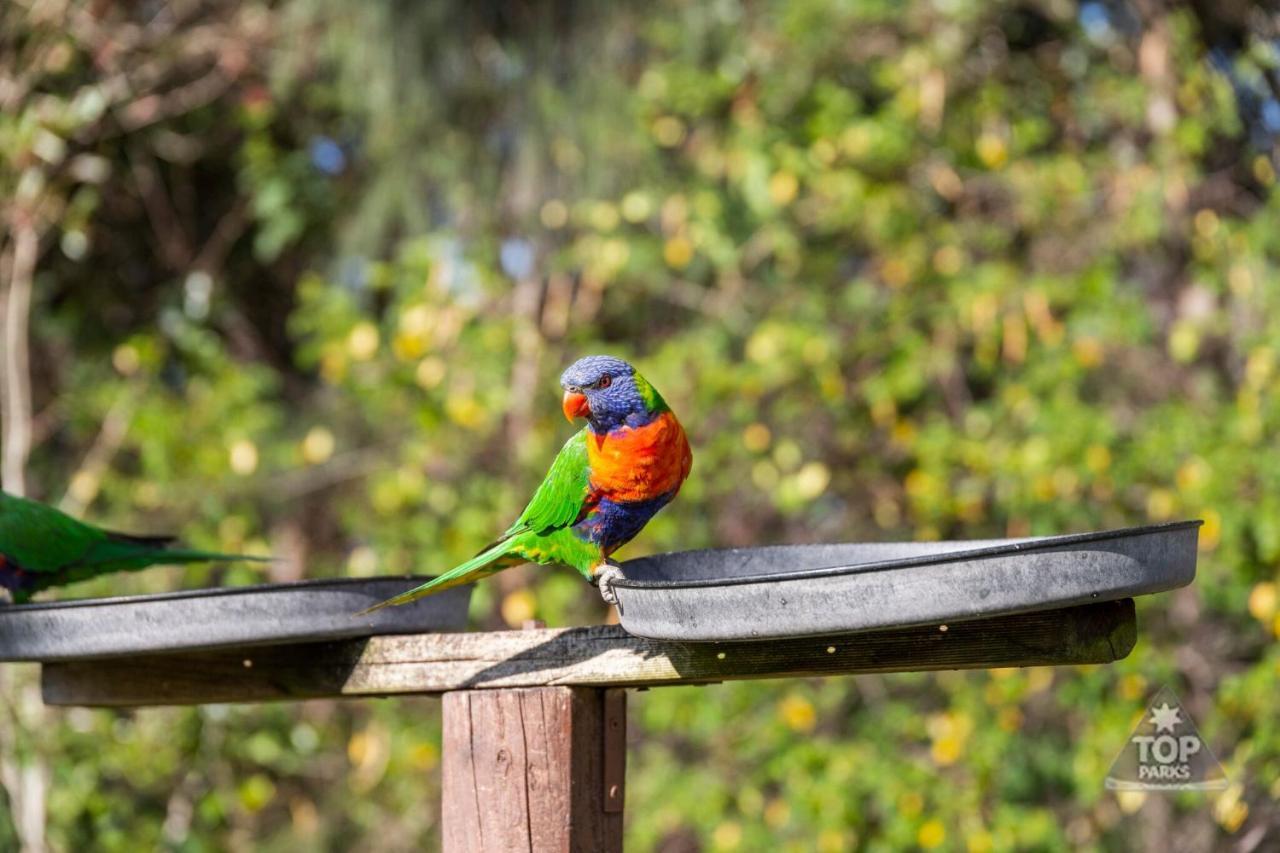 Lorikeet Holiday Park Arrawarra ภายนอก รูปภาพ